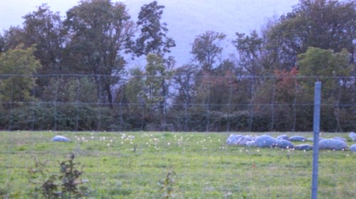 La comparsa inspiegabile dei fiori all'interno del secondo cerchio di pietre