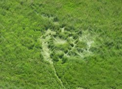 I crop circle del 2004
