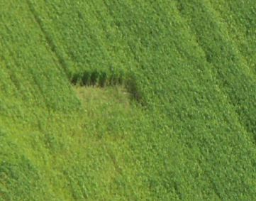 I quadrati nel grano