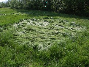 I Crop circle del 2006