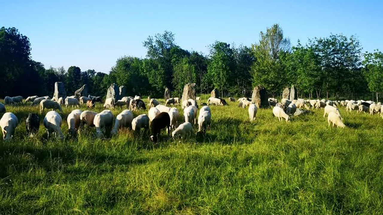 Una comunità di pecore in visita all'Ecovillaggio di Dreamland