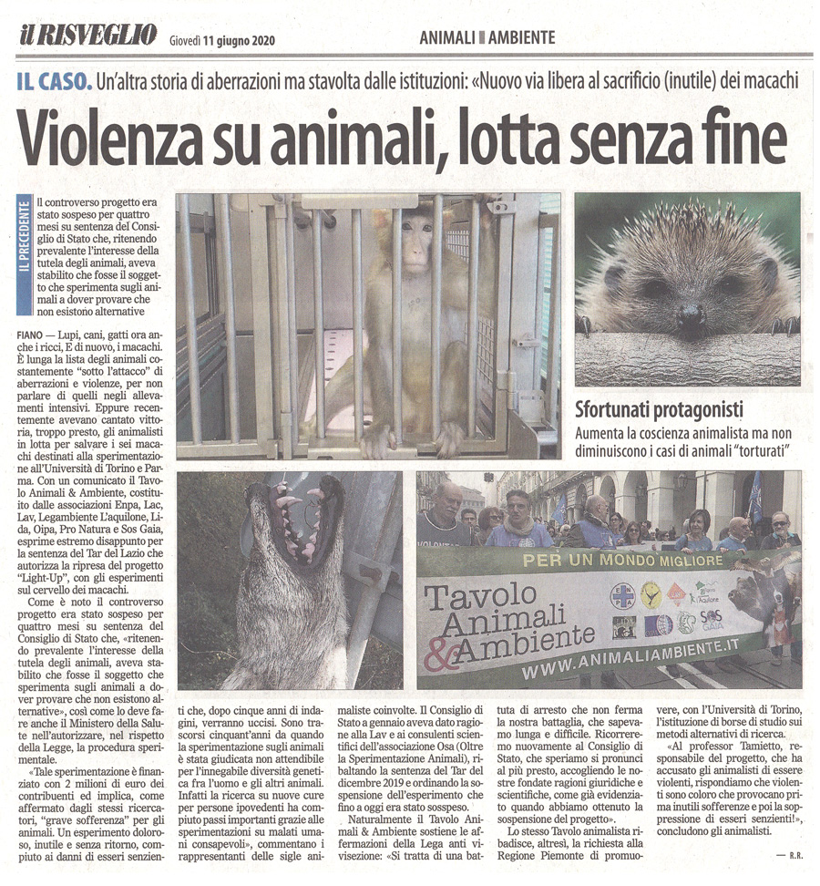 il-risveglio-11-06-2020-violenza-sugli-animali.jpg